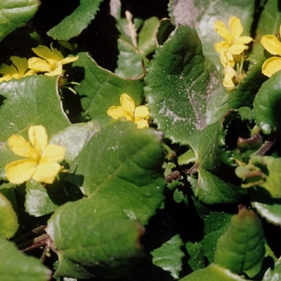 Goodenia ovata (Hop Goodenia) at Green Cape, NSW - 16 Sep 2008 by robndane