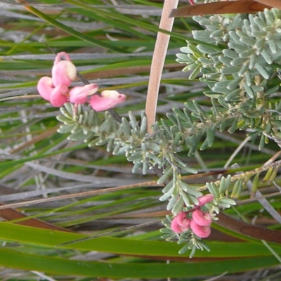 Grevillea lanigera (Woolly Grevillea) at - 16 Sep 2008 by robndane