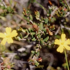 Hibbertia empetrifolia subsp. empetrifolia at Green Cape South - 17 Sep 2008 by robndane