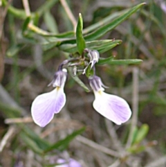 Pigea vernonii subsp. vernonii (Erect Violet) at Green Cape, NSW - 17 Sep 2008 by robndane