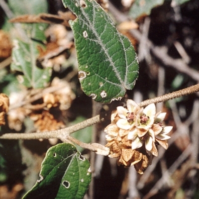 Lasiopetalum macrophyllum (Shrubby Velvet-Bush) at Green Cape, NSW - 17 Sep 2008 by robndane