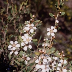 Gaudium trinervium (Paperbark Teatree) at Green Cape, NSW - 17 Sep 2008 by robndane