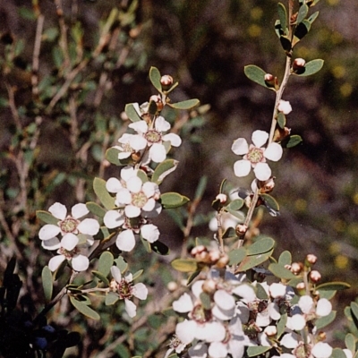Gaudium trinervium (Paperbark Teatree) at Green Cape, NSW - 17 Sep 2008 by robndane