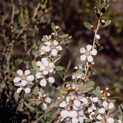 Gaudium trinerva (Paperbark Teatree) at Green Cape, NSW - 16 Sep 2008 by robndane