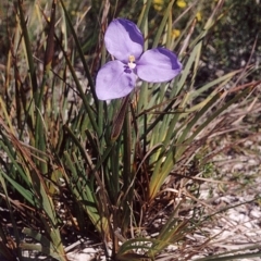 Patersonia sericea var. longifolia (Dwarf Purple Flag) at Green Cape, NSW - 17 Sep 2008 by robndane