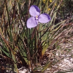 Patersonia sericea var. longifolia (Dwarf Purple Flag) at Green Cape, NSW - 16 Sep 2008 by robndane