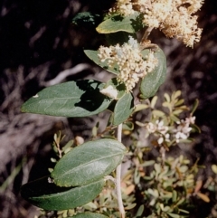 Pomaderris elliptica var. elliptica at Green Cape, NSW - 17 Sep 2008 by robndane