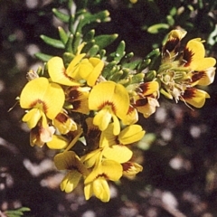 Pultenaea villosa (Hairy Bush-pea) at Green Cape, NSW - 16 Sep 2008 by robndane