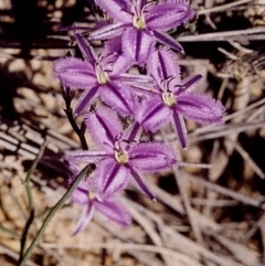 Thysanotus patersonii (Twining Fringe Lily) at Green Cape, NSW - 17 Sep 2008 by robndane
