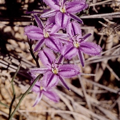 Thysanotus patersonii (Twining Fringe Lily) at Green Cape, NSW - 16 Sep 2008 by robndane