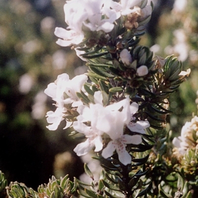 Westringia fruticosa (Native Rosemary) at Green Cape, NSW - 16 Sep 2008 by robndane