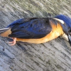 Ceyx azureus (Azure Kingfisher) at Cuttagee, NSW - 8 Mar 2012 by robndane