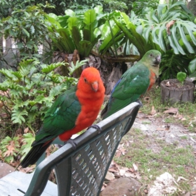 Alisterus scapularis (Australian King-Parrot) at Cuttagee, NSW - 5 Feb 2012 by robndane