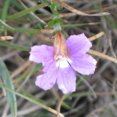 Scaevola ramosissima (Hairy Fan-flower) at Green Cape, NSW - 28 Mar 2012 by robndane