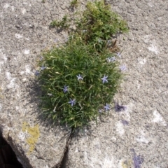 Isotoma axillaris (Australian Harebell, Showy Isotome) at Undefined, NSW - 18 Nov 2008 by robndane