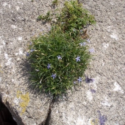 Isotoma axillaris (Australian Harebell, Showy Isotome) at Undefined, NSW - 18 Nov 2008 by robndane