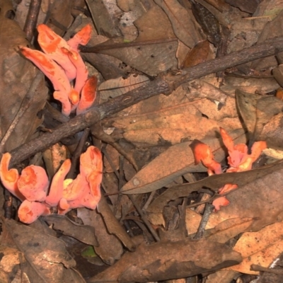 Clavulinopsis sulcata (A club fungi) at Dignams Creek, NSW - 8 Mar 2008 by robndane