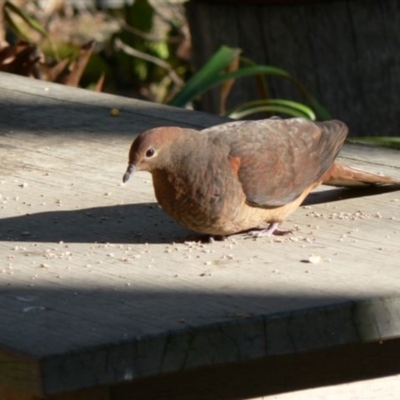 Macropygia phasianella (Brown Cuckoo-dove) at Cuttagee, NSW - 27 Aug 2009 by robndane