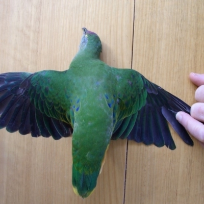 Ptilinopus regina (Rose-crowned Fruit-Dove) at Bermagui, NSW - 6 Apr 2006 by robndane