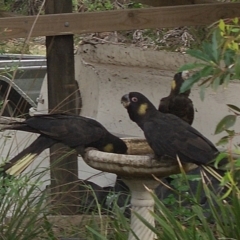 Zanda funerea (Yellow-tailed Black-Cockatoo) at Bermagui, NSW - 26 Mar 2010 by robndane