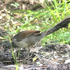 Menura novaehollandiae (Superb Lyrebird) at Tanja, NSW - 10 Apr 2006 by robndane