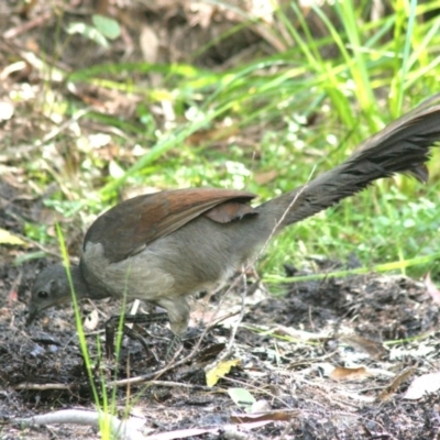 Menura novaehollandiae (Superb Lyrebird) at Tanja, NSW - 10 Apr 2006 by robndane