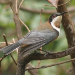 Acanthorhynchus tenuirostris (Eastern Spinebill) at Cuttagee, NSW - 29 Mar 2006 by robndane