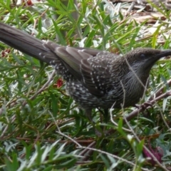 Anthochaera chrysoptera (Little Wattlebird) at Bermagui, NSW - 27 Aug 2007 by robndane