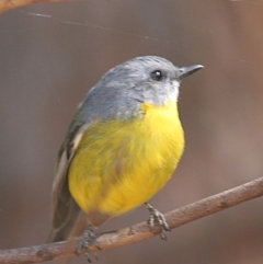 Eopsaltria australis (Eastern Yellow Robin) at Tanja, NSW - 9 Apr 2006 by robndane