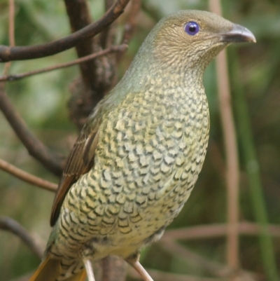 Ptilonorhynchus violaceus (Satin Bowerbird) at Cuttagee, NSW - 30 Mar 2006 by robndane