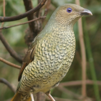 Ptilonorhynchus violaceus (Satin Bowerbird) at Cuttagee, NSW - 29 Mar 2006 by robndane