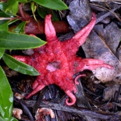 Aseroe rubra (Anemone Stinkhorn) at Bermagui, NSW - 3 Feb 2002 by robndane