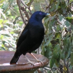 Ptilonorhynchus violaceus (Satin Bowerbird) at Cuttagee, NSW - 9 May 2006 by robndane