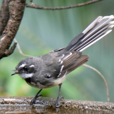 Rhipidura albiscapa (Grey Fantail) at Cuttagee, NSW - 19 Jan 2007 by robndane