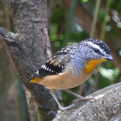 Pardalotus punctatus (Spotted Pardalote) at Cuttagee, NSW - 11 Mar 2007 by robndane