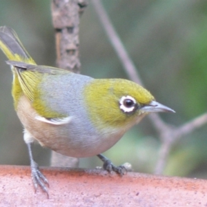 Zosterops lateralis at Cuttagee, NSW - 3 May 2007 12:00 AM