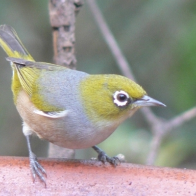 Zosterops lateralis (Silvereye) at Cuttagee, NSW - 2 May 2007 by robndane