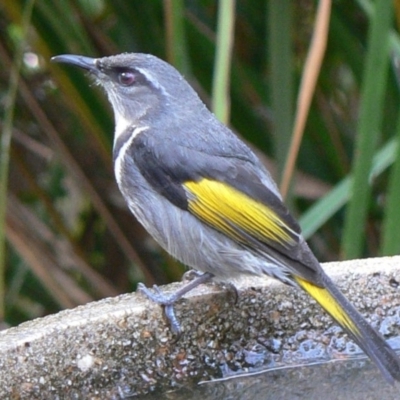 Phylidonyris pyrrhopterus (Crescent Honeyeater) at Cuttagee, NSW - 2 Jun 2007 by robndane