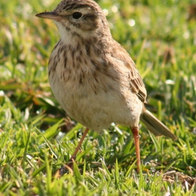 Anthus australis (Australian Pipit) at Green Cape, NSW - 13 Sep 2006 by robndane
