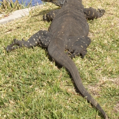 Varanus varius (Lace Monitor) at Green Cape, NSW - 14 Sep 2006 by robndane