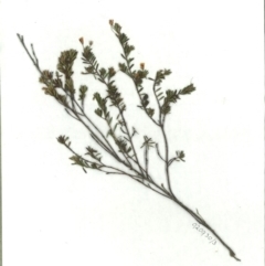 Pultenaea pedunculata (Matted Bush-pea) at Tathra, NSW - 30 Sep 1992 by robndane