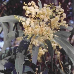 Acacia falciformis (Broad-leaved Hickory) at Tathra, NSW - 27 Nov 1992 by robndane