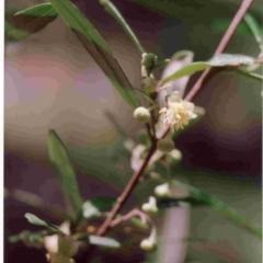 Beyeria lasiocarpa (Wallaby bush) at Bournda, NSW - 30 Dec 1992 by robndane