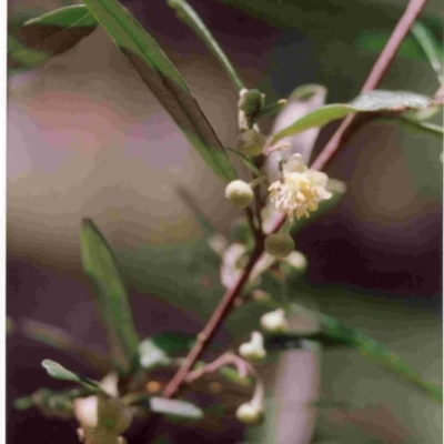 Beyeria lasiocarpa (Wallaby bush) at Bournda, NSW - 30 Dec 1992 by robndane