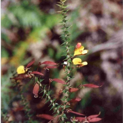 Bossiaea cordifolia (Showy Bossiaea) at Tura Beach, NSW - 20 Sep 1992 by robndane