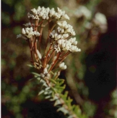 Conospermum taxifolium (Variable Smoke-bush) at Tura Beach, NSW - 17 Oct 1991 by robndane