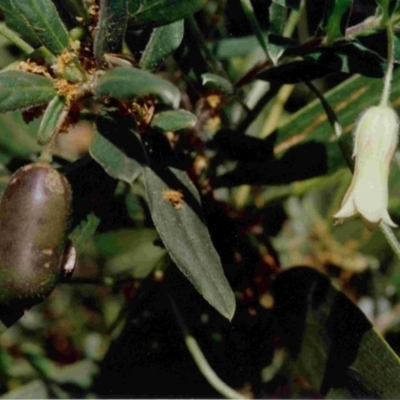 Billardiera scandens (Hairy Apple Berry) at Bermagui, NSW - 19 Sep 1993 by robndane