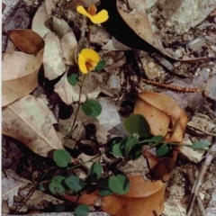 Bossiaea prostrata (Creeping Bossiaea) at Bournda National Park - 20 Sep 1992 by robndane