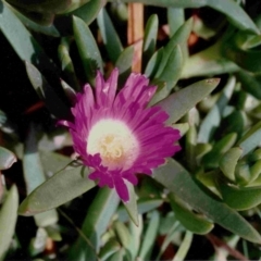 Carpobrotus glaucescens (Pigface) at Bermagui, NSW - 28 Oct 1991 by robndane