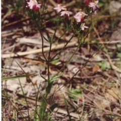 Centaurium erythraea (Common Centaury) at Bournda, NSW - 16 Jan 1992 by robndane